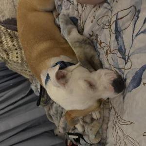 Image of Unknown, Found Dog