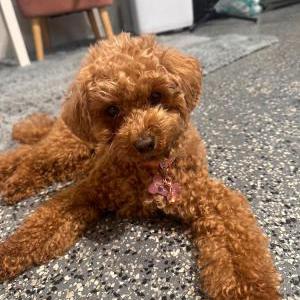 Image of Chloe, Lost Dog