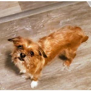 Image of Sissy Brown, Lost Dog