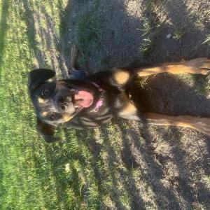 Image of Unknown, Found Dog