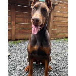 Image of EFE, Lost Dog