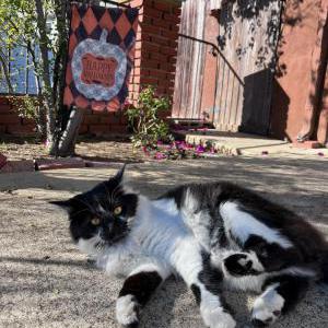 Image of Bigsby, Lost Cat