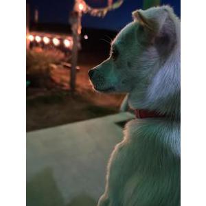 Image of Unknown, Found Dog