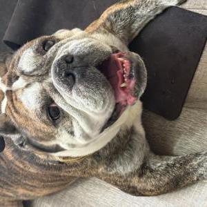 Image of Unknown, Found Dog