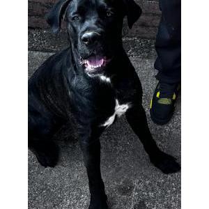 Image of Sexy Redd, Lost Dog