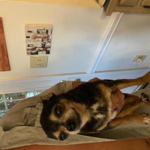 Image of Zoe, Lost Dog