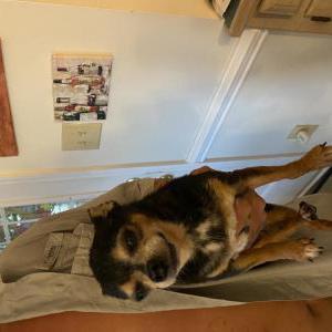 2nd Image of Zoe, Lost Dog