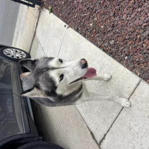 Found Dog Unknown