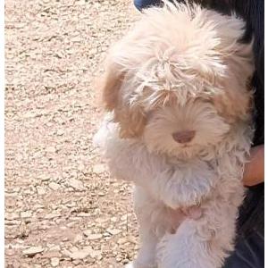 Image of Canelo, Lost Dog