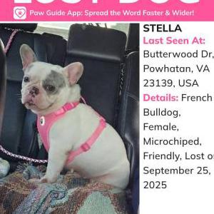 Image of Stella, Lost Dog