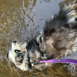 Image of Gracie (Mini), Lost Dog