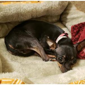 Image of Mimi, Lost Dog