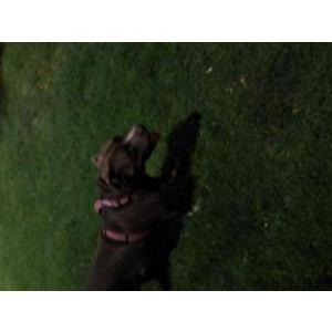 Image of Pablo, Lost Dog