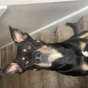 Image of Suge Knight Randall, Lost Dog