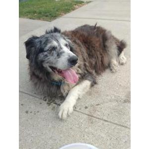 Lost Dog Pebbles