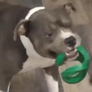 Lost Dog Tank