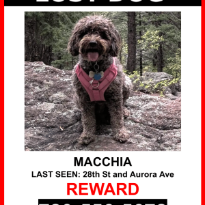 Image of Macchia, Lost Dog