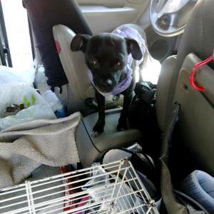 Image of Little, Lost Dog