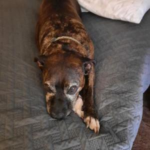 Image of Candy Cane, Lost Dog