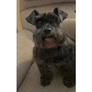 Image of Jedi, Lost Dog