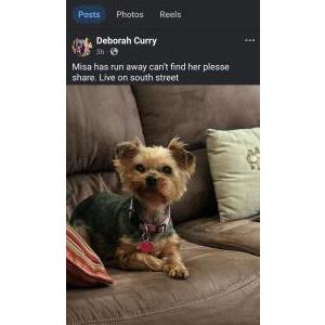 Image of Misa, Lost Dog