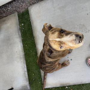 Image of Unsure, Found Dog