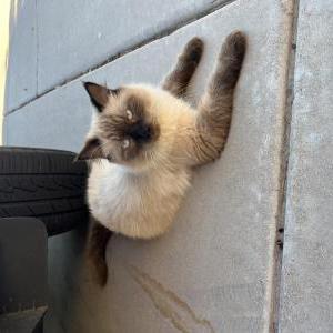 Image of Unknown, Found Cat