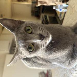 Image of Raiden, Lost Cat