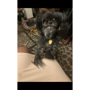 Image of Diva, Lost Dog