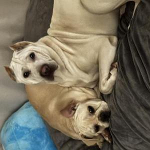 Lost Dog Lola and Emma