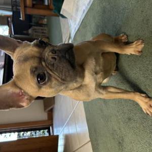 Image of Unknown, Found Dog