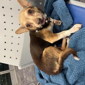 Image of Unknown, Lost Dog