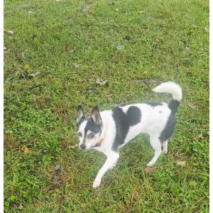 Image of Piper, Lost Dog