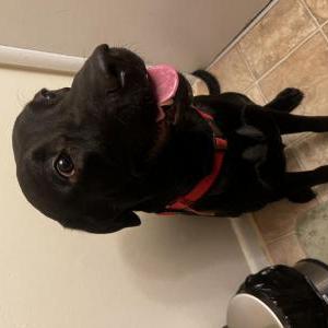 Image of Dean, Lost Dog