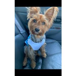Image of rocko, Lost Dog