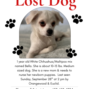 Lost Dog Bella