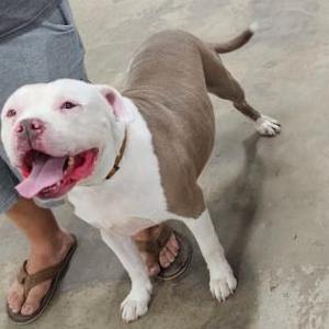 Image of Tank, Lost Dog