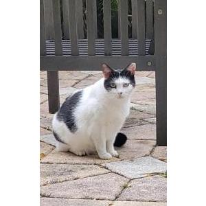 Image of Oreo, Lost Cat