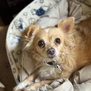 Image of Phoebe, Lost Dog