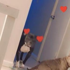 Image of Champ, Lost Dog