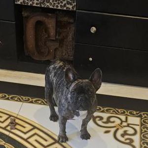 Image of Scarlett, Lost Dog