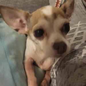 Image of Niña, Lost Dog