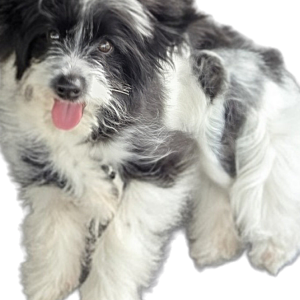 Image of Willy, Lost Dog