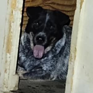 Image of unknown, Found Dog