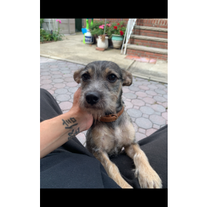 Image of Stormy, Lost Dog