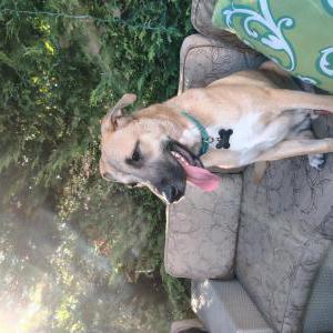 Image of Kodi, Lost Dog