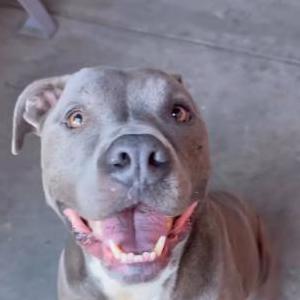 Image of Trooper, Found Dog