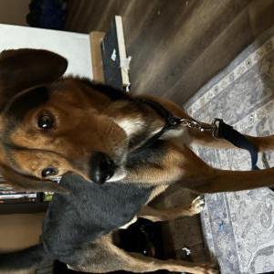 Image of Unknown, Found Dog