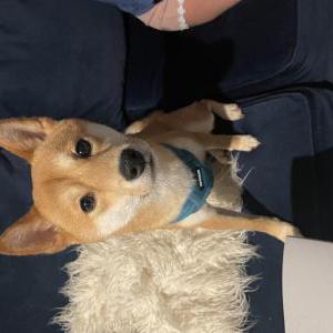 Image of Pyro, Lost Dog