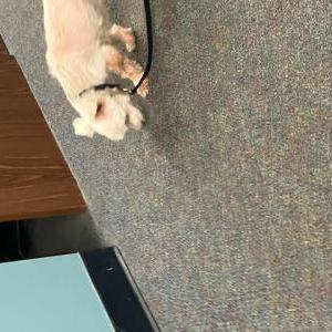 Image of Unknown, Found Dog
